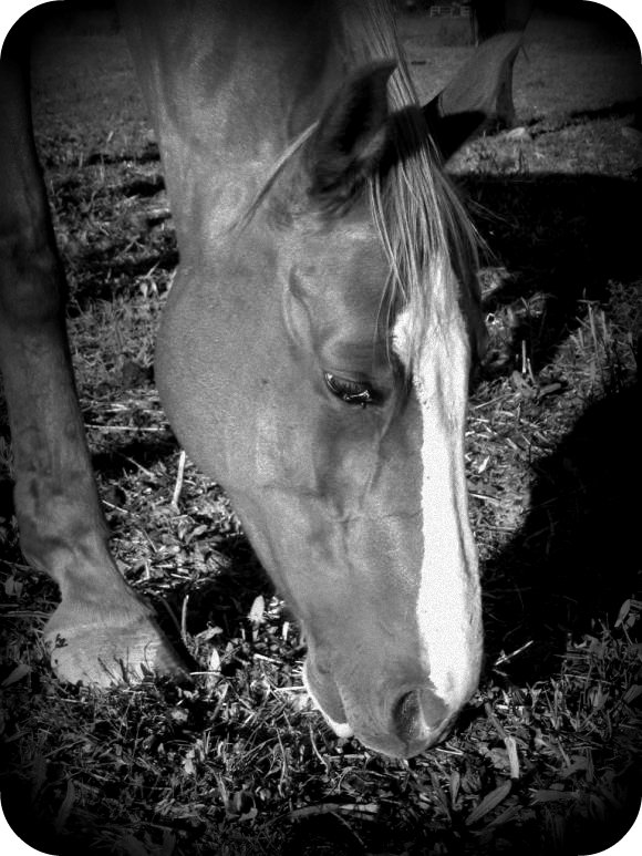 http://cheval-par-max.cowblog.fr/images/6/IMG6906.jpg